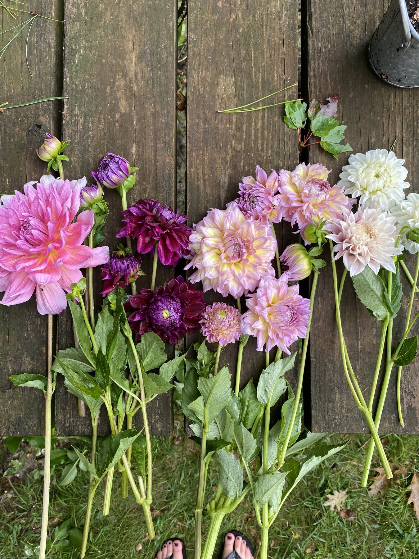 Homegrown garden flowers